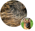 ilustracja-pies-siersc.png