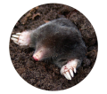 ilustracja-kret.png